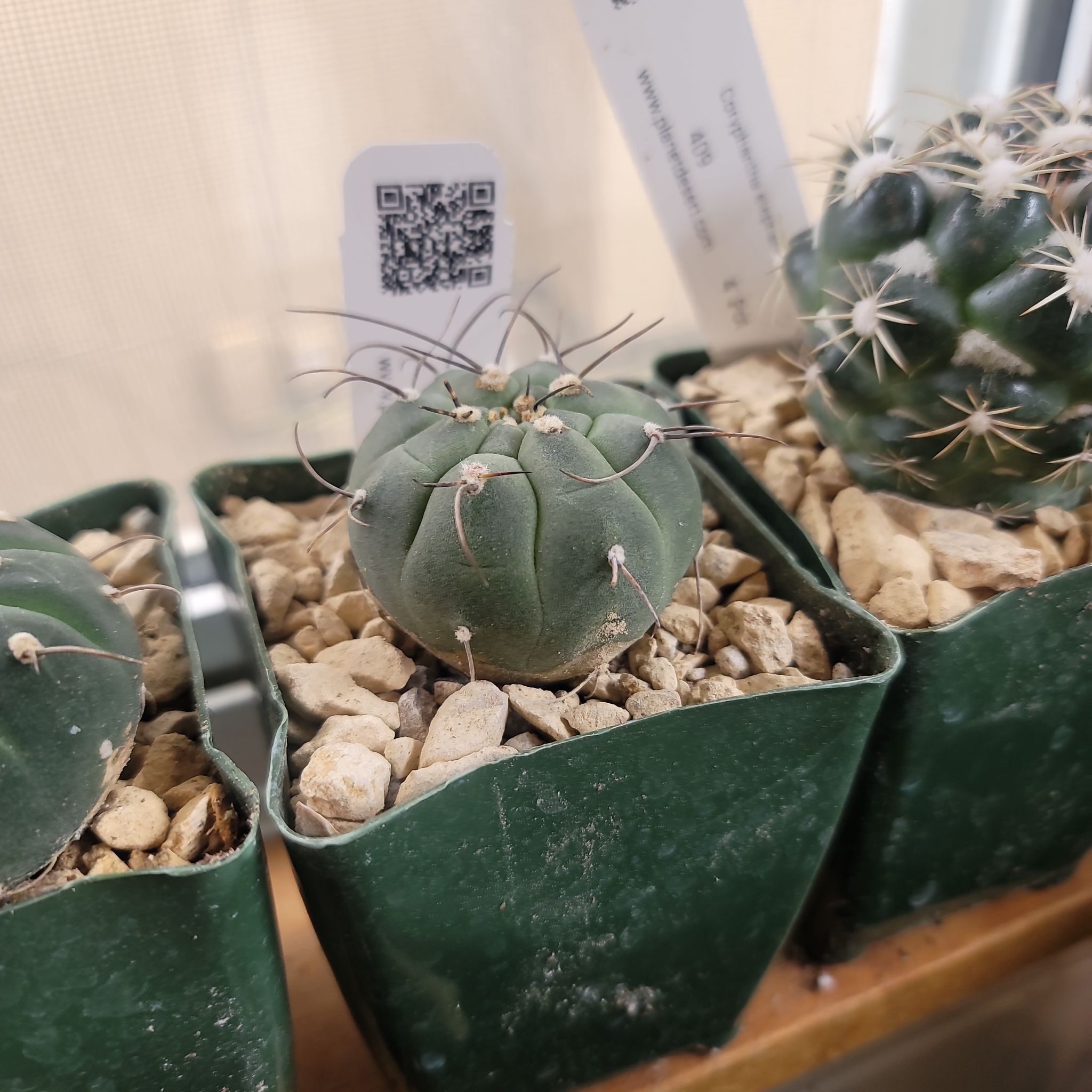 Photo of the plant species Multicolored Matucana by @FestalBasil96 named Girlfrond on Greg, the plant care app