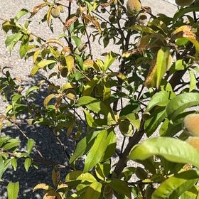 Photo of the plant species July Prince Peach Tree by @ShrewdAnacua11 named Taylor Swift on Greg, the plant care app