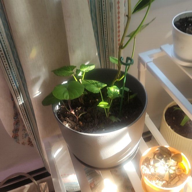 Photo of the plant species Wild Sweet Potato by @AngelFrithia3 named Austen on Greg, the plant care app