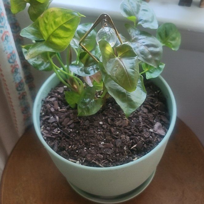 Photo of the plant species Arrowhead Plant by @AngelFrithia3 named Clooney on Greg, the plant care app