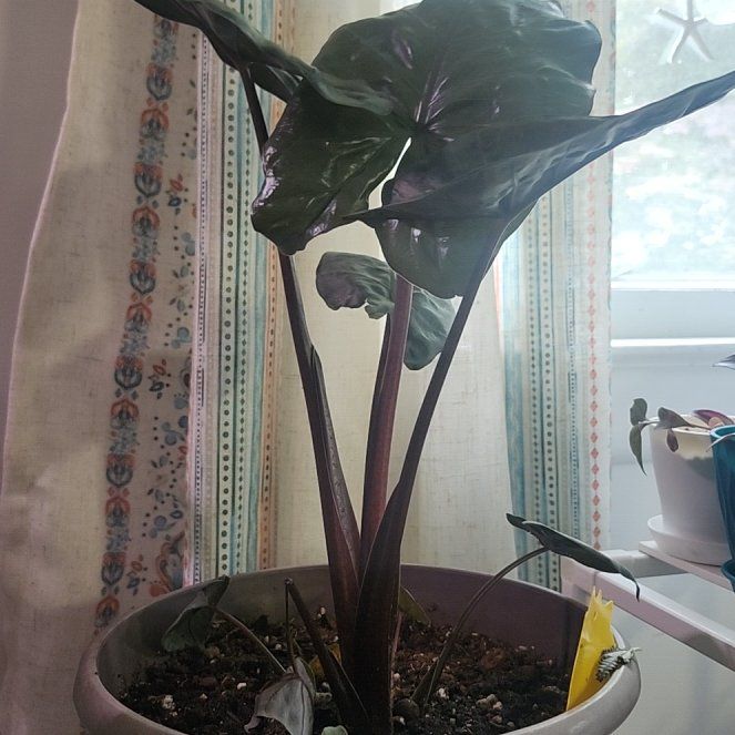 Photo of the plant species Alocasia 'Serendipity' by @AngelFrithia3 named Rosa on Greg, the plant care app