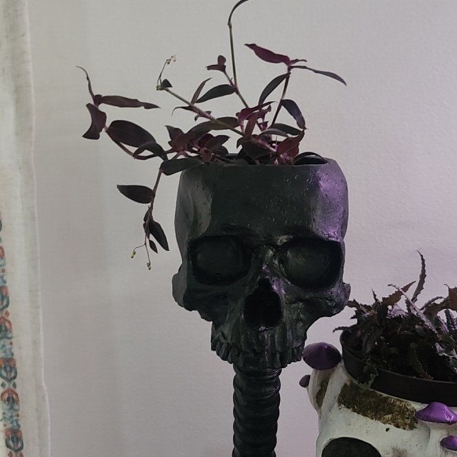 Photo of the plant species Tradescantia 'Jose Puig' by @AngelFrithia3 named Luna on Greg, the plant care app