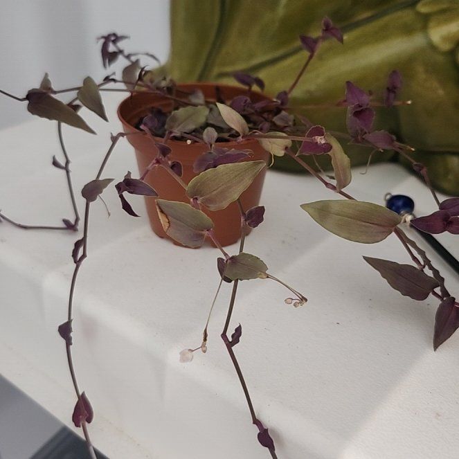 Photo of the plant species purple bridal veil by @AngelFrithia3 named Gobi on Greg, the plant care app