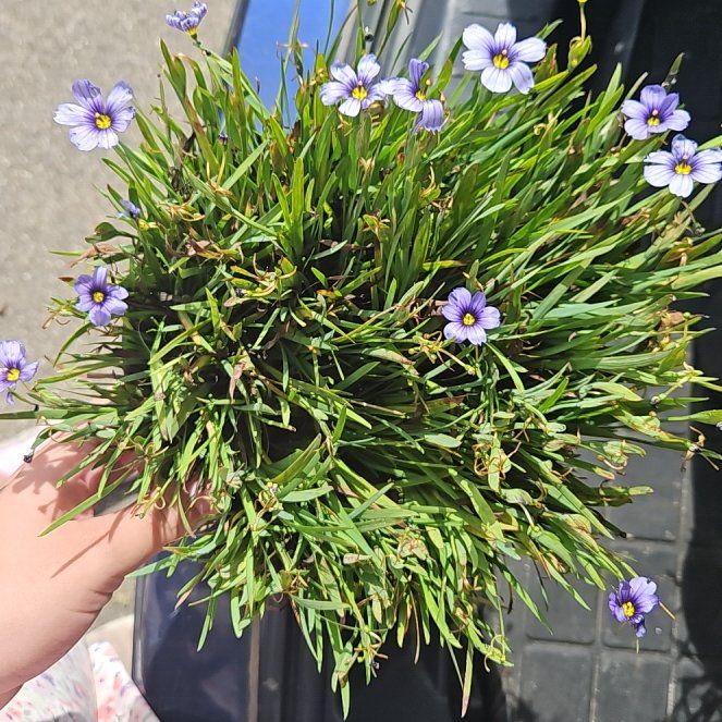 Photo of the plant species Blue Eyed Grass by @ShinyQuince69 named Duke on Greg, the plant care app