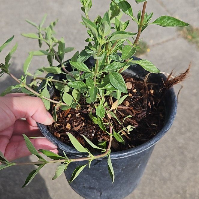 Photo of the plant species Coyote Mint 'Russian River' by @ShinyQuince69 named Austen on Greg, the plant care app
