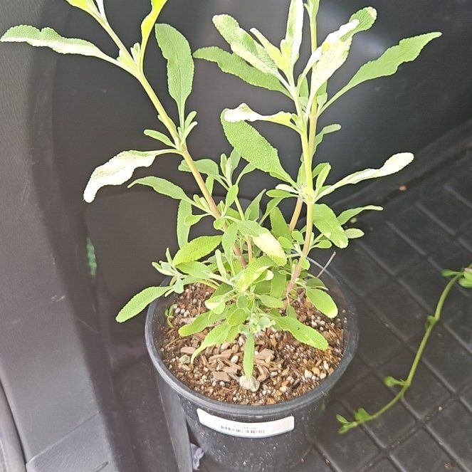 Photo of the plant species Cleveland Sage 'Winnifred Gilman' by @ShinyQuince69 named Messi on Greg, the plant care app
