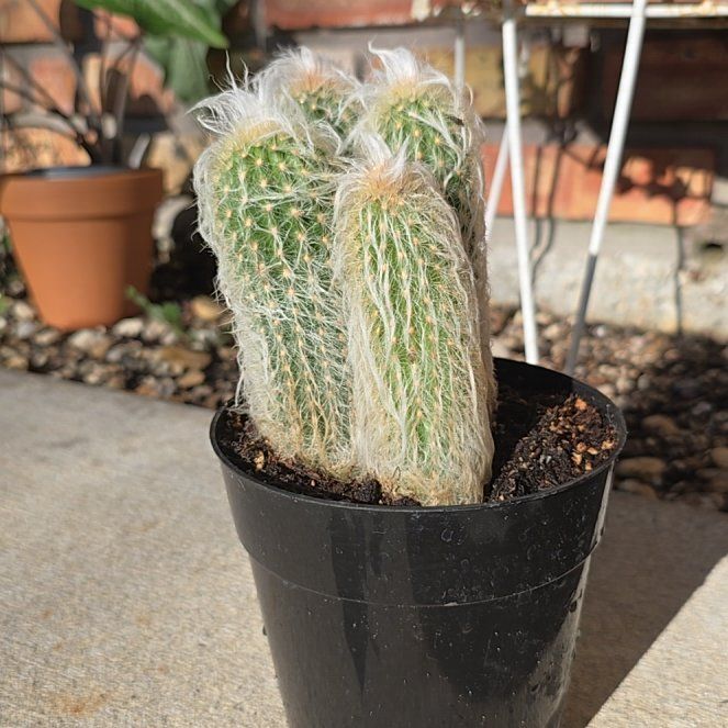Photo of the plant species Espostoa lanata subsp. huanucoensis by @StylishMira63 named James Dean on Greg, the plant care app