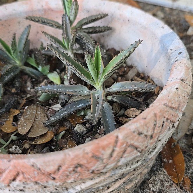 Photo of the plant species Houghton's Hybrid by @StylishMira63 named Delilah on Greg, the plant care app