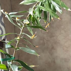 Photo of the plant species Job's Tears by @HeroRedfir52 named Morgan Treeman on Greg, the plant care app