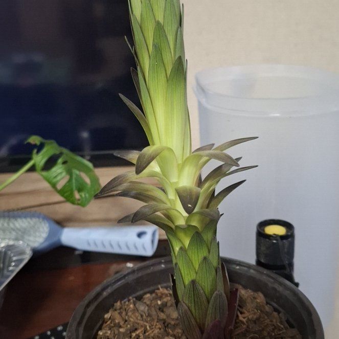 Photo of the plant species Pineapple Lily by @HunkyPokaka84 named Remington on Greg, the plant care app