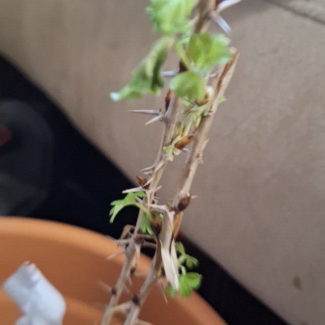 Photo of the plant species Gooseberry by @HunkyPokaka84 named Bruce Lee on Greg, the plant care app