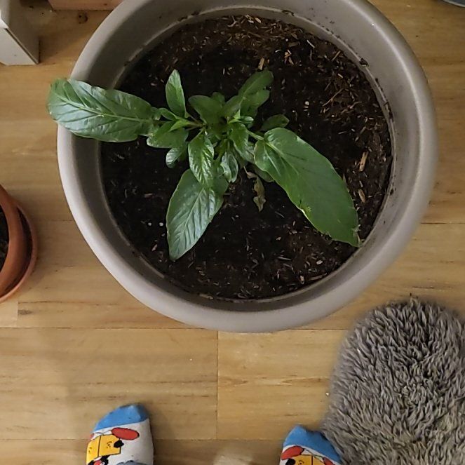 Photo of the plant species Pepino Melon by @LuxuriantLime4 named Einstein on Greg, the plant care app