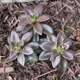Photo of the plant species Echeveria 'Sagitta' by @VastSeaoats66 named Planty on Greg, the plant care app