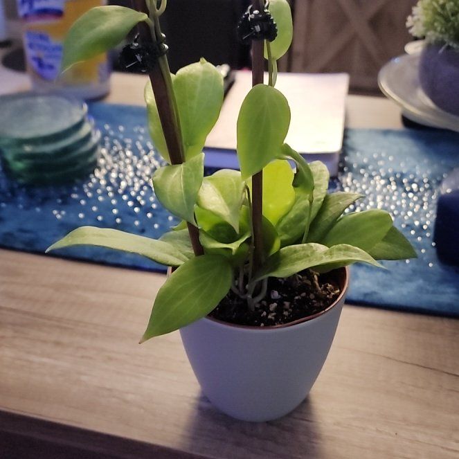 Photo of the plant species Hoya cominsii by @jkdykes named Hoya Cominsii on Greg, the plant care app