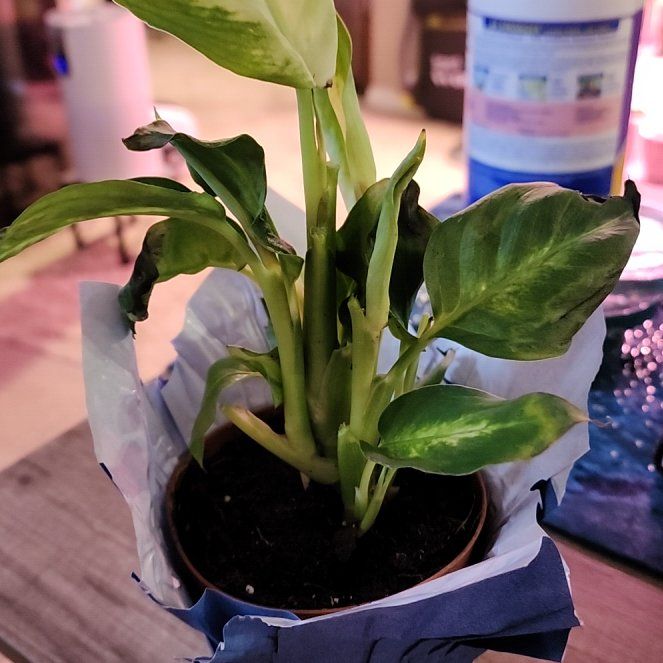 Photo of the plant species Leopard Lily by @jkdykes named Diffenbachia Leop Lily 1 on Greg, the plant care app