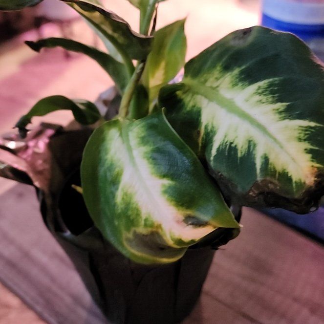 Photo of the plant species Leopard Lily by @jkdykes named Diffenbachia Leop Lily 2 on Greg, the plant care app