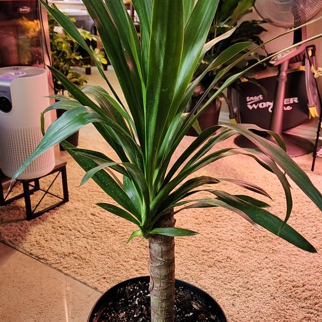 Photo of the plant species Yucca elephantipes 'Jewel' by @jkdykes named Yucca Elephantipes 'Jewel' on Greg, the plant care app