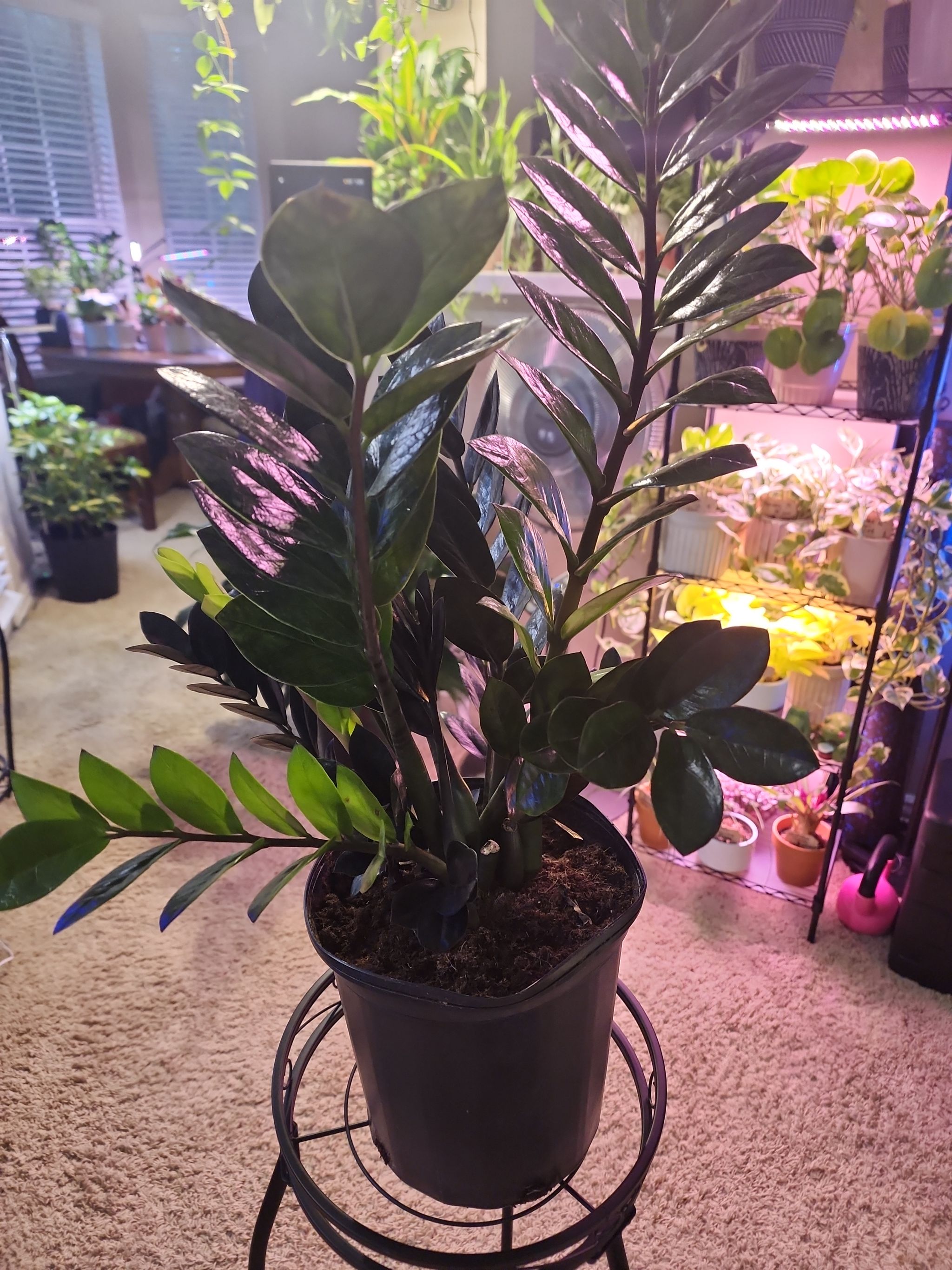 Raven ZZ Plant