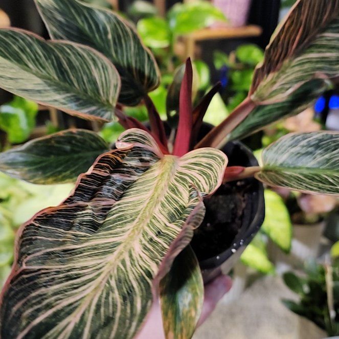 Photo of the plant species Philodendron 'Pink Bikini' by @jkdykes named Philodendron Pink Bikini on Greg, the plant care app