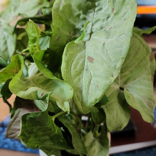Photo of the plant species Milk Confetti Syngonium by @jkdykes named Syngonium Milk Comfetti 2 on Greg, the plant care app