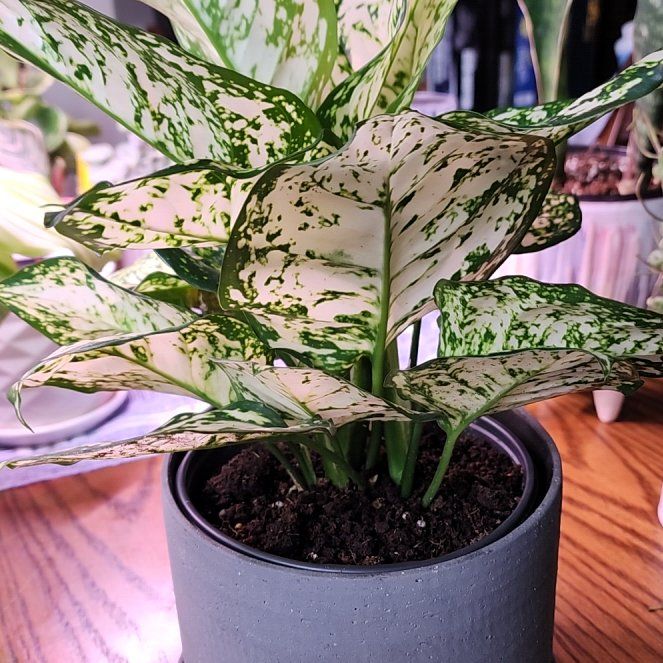 Photo of the plant species Chinese Evergreen by @jkdykes named Algaonema Etta Rose on Greg, the plant care app