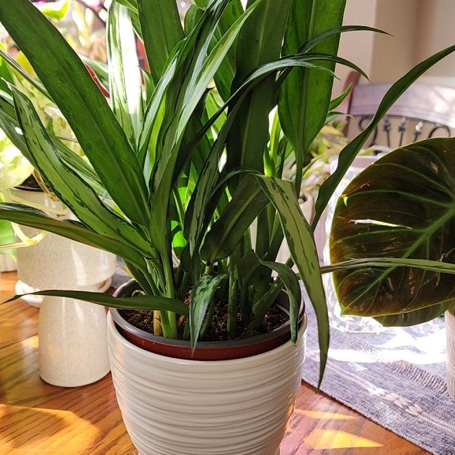 Photo of the plant species Aglaonema 'Cutlass' by @jkdykes named Algaonema Cutlass on Greg, the plant care app