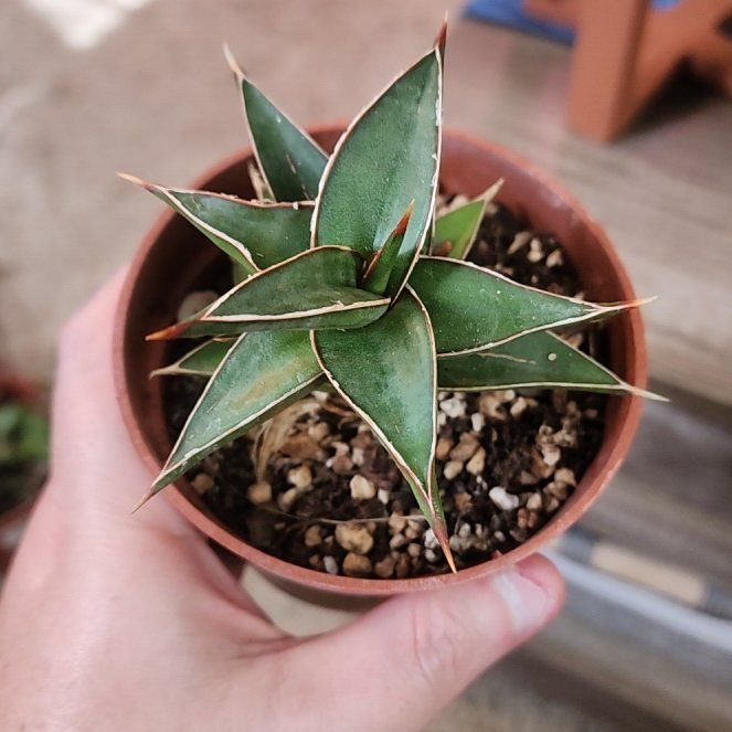 Photo of the plant species Lavranos 1970 by @jkdykes named Sansevieria Lavranos on Greg, the plant care app