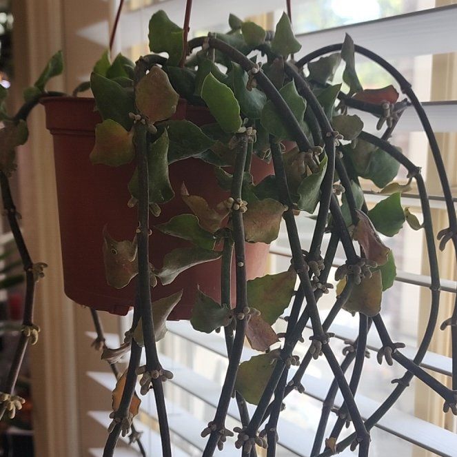 Photo of the plant species Parachute Plant by @jkdykes named Ceropegia Sandersonii on Greg, the plant care app