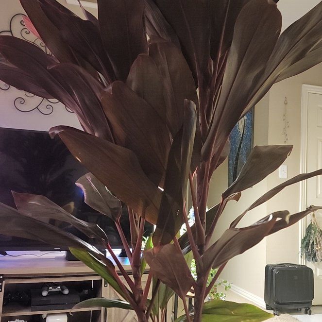 Photo of the plant species Cordyline 'Red Sister' by @jkdykes named Cordyline 'Red Sister' on Greg, the plant care app