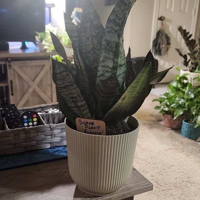 Photo of the plant species Sansevieria Robusta by @jkdykes named Sansevieria Robusta on Greg, the plant care app