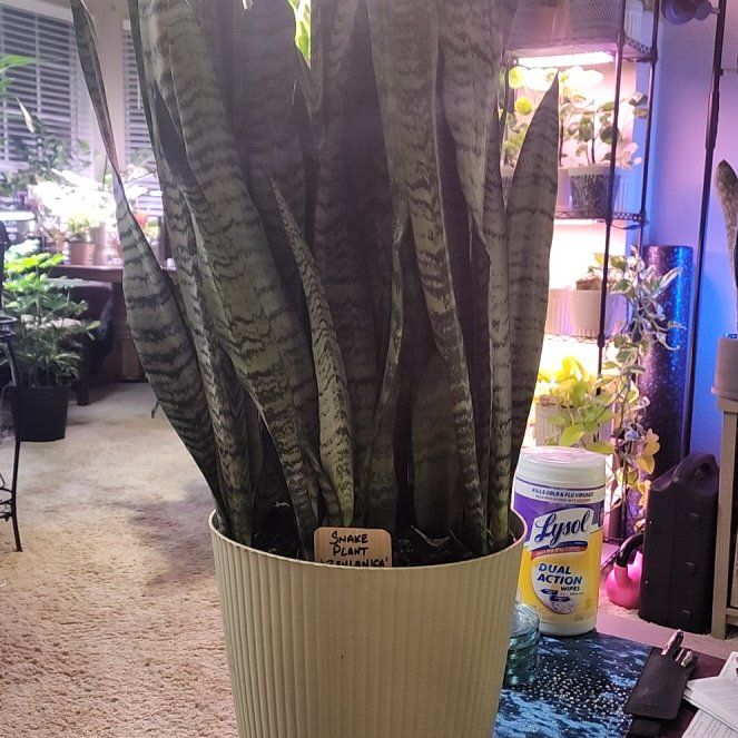 Photo of the plant species Sansevieria zeylanica by @jkdykes named Sansevieria Zeylanica on Greg, the plant care app