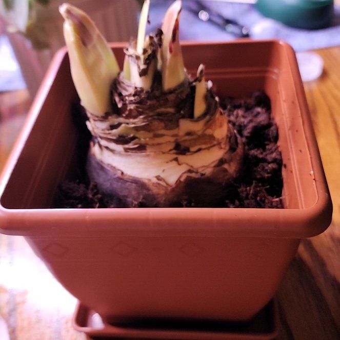 Photo of the plant species Black Pearl Amaryllis by @jkdykes named Amaryllis Black Pearl on Greg, the plant care app
