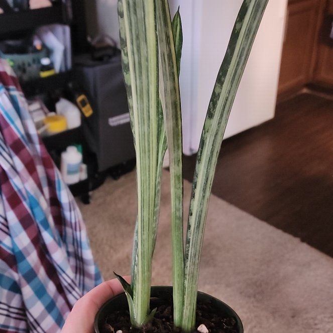 Photo of the plant species Sansevieria 'Bantel's Sensation' by @jkdykes named Sansevieria Bantels Sensation on Greg, the plant care app