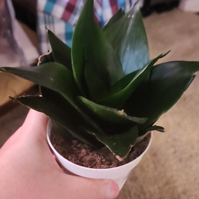 Photo of the plant species Black Robusta Snake Plant by @jkdykes named Sansevieria Starpower, Asst. on Greg, the plant care app