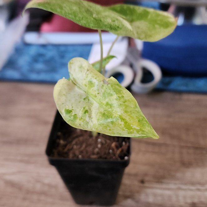Photo of the plant species Alocasia Camo by @jkdykes named Alocasia Macrorrhiza Camouflage on Greg, the plant care app