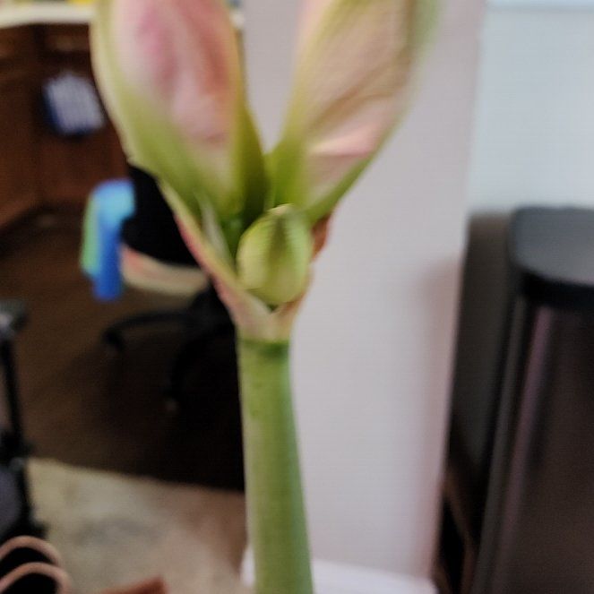 Photo of the plant species Amaryllis by @jkdykes named Amaryllis Belladonna on Greg, the plant care app