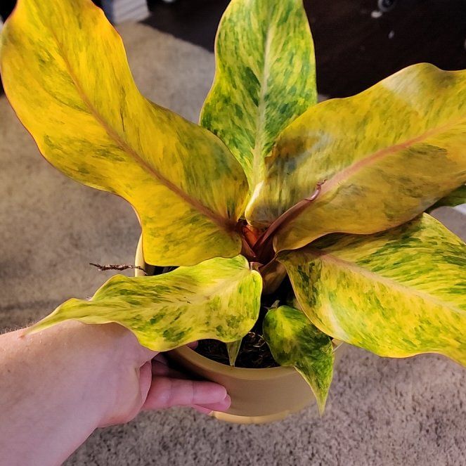 Photo of the plant species Orange Marmalade Philodendron by @jkdykes named Philodendron Orange Marmalade on Greg, the plant care app