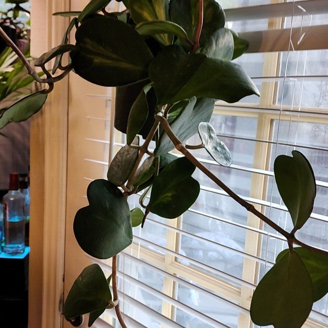 Photo of the plant species reverse variegataed hoya kerri by @jkdykes named Hoya Kerrii Reversed Variegated on Greg, the plant care app