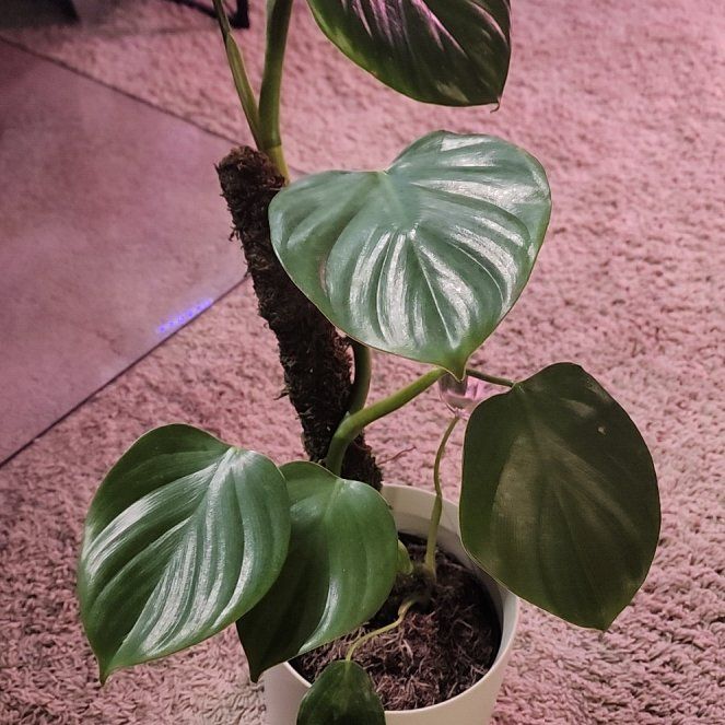Photo of the plant species Philodendron grazielae by @jkdykes named Philodendron Grazielae on Greg, the plant care app