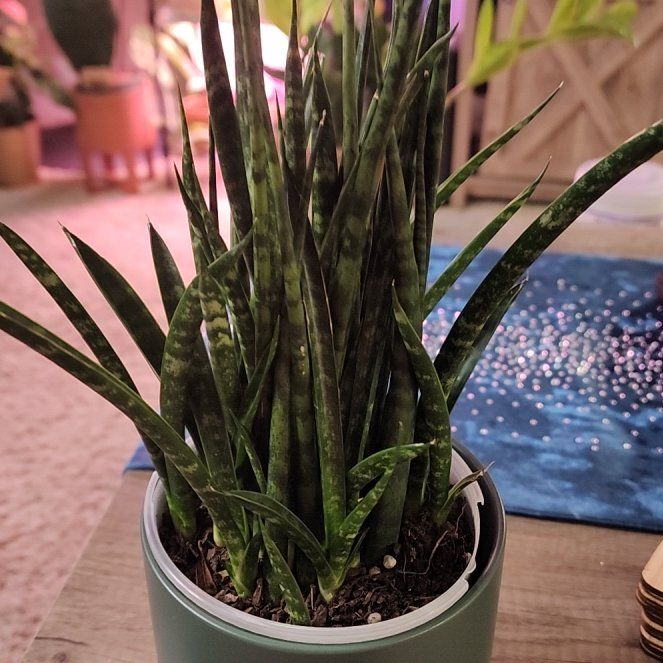 Photo of the plant species Sanseveria fernwood by @jkdykes named Sansevieria Fernwood on Greg, the plant care app