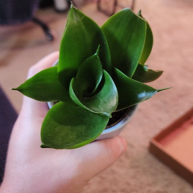 Photo of the plant species Snake Plant by @jkdykes named Sansevieria Jade Star on Greg, the plant care app