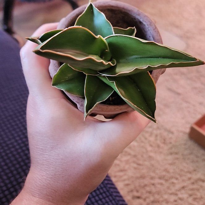 Photo of the plant species Sansevieria 'Samurai' by @jkdykes named Sansevieria Samurai on Greg, the plant care app