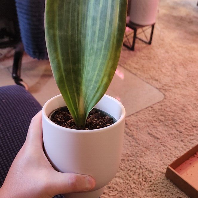 Photo of the plant species Variegated Whale Fin by @jkdykes named Sansevieria Whale Fin Var 2 on Greg, the plant care app