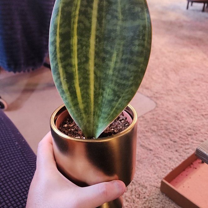Photo of the plant species Variegated Whale Fin by @jkdykes named Sansevieria Whale Fin Var 1 on Greg, the plant care app