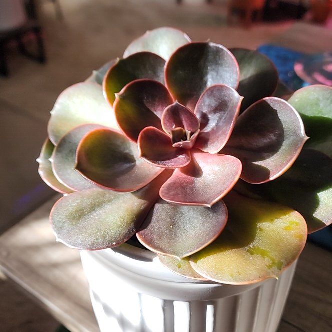 Photo of the plant species Echeveria 'Chroma' by @jkdykes named Echeveria Chroma on Greg, the plant care app