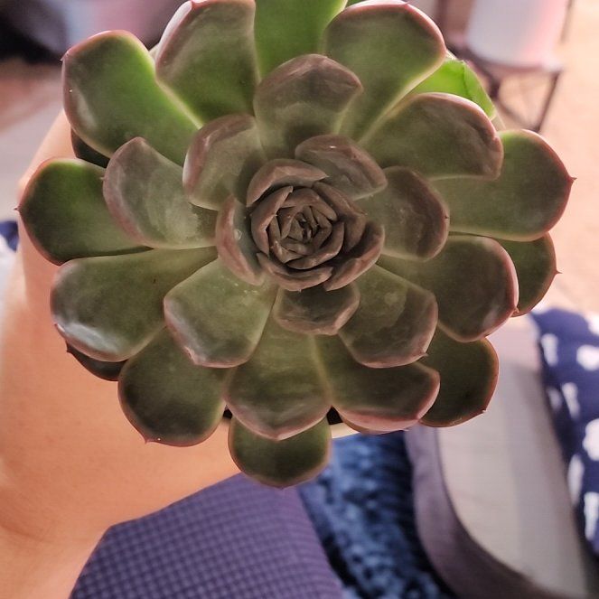 Photo of the plant species Black Prince by @jkdykes named Echeveria Black Prince on Greg, the plant care app