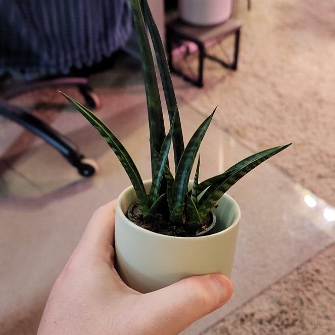 Photo of the plant species Sansevieria bacularis by @jkdykes named Sansevieria Bacularis on Greg, the plant care app