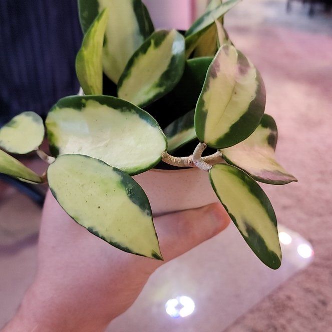 Photo of the plant species Hoya acuta 'Variegata' by @jkdykes named Hoya Acute Variegata on Greg, the plant care app