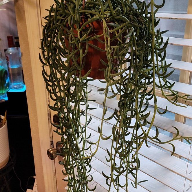 Photo of the plant species String of Fish Hooks by @jkdykes named String of Fish Hooks on Greg, the plant care app