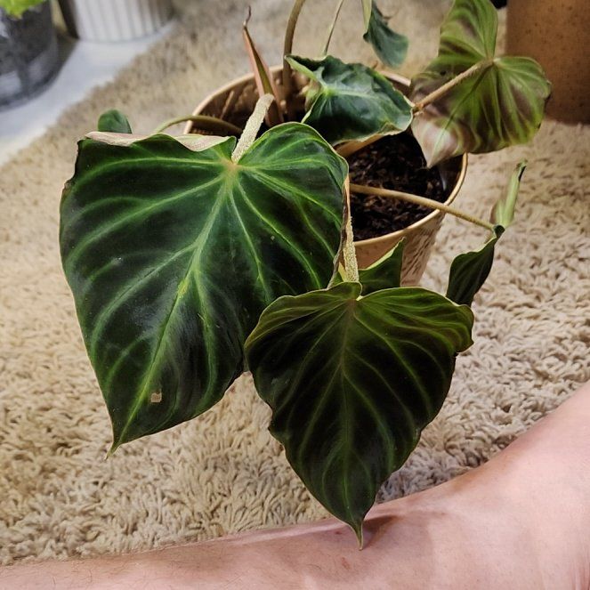 Photo of the plant species Philodendron melanochrysum x verrucosum by @jkdykes named Philodendron Verrucosum on Greg, the plant care app